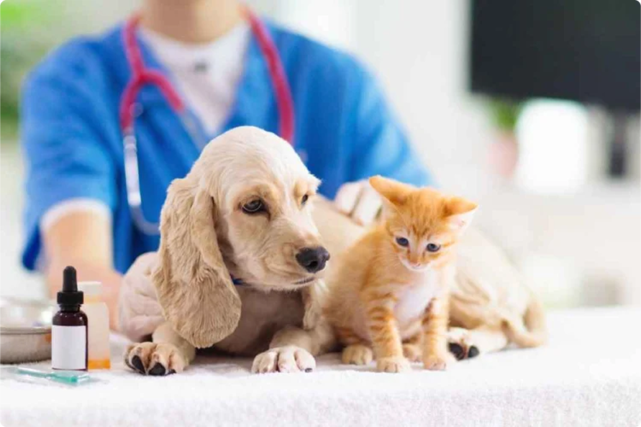 Veterinarian with dog and cat
